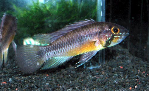 Apistogramma atahualpa